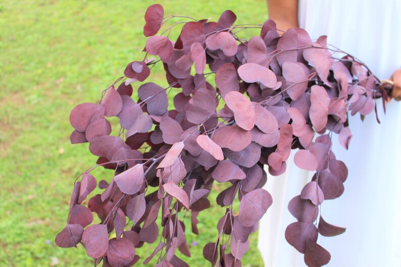 Preserved burgundy silver dollar eucalyptus, silver dollar eucalyptus, eucalyptus for garlands, greenery for weddings image 4