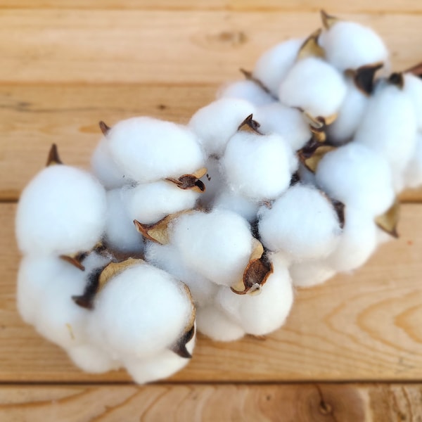 Raw Cotton Etsy