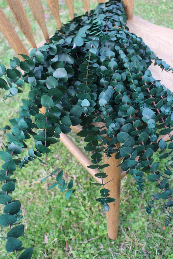 Spiral Eucalyptus Pick Green 30cm Pack of 4 