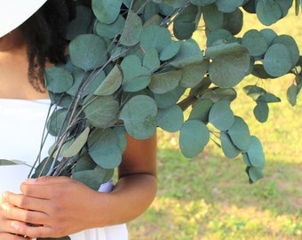 Preserved green silver dollar eucalyptus, silver dollar eucalyptus, eucalyptus for garlands, greenery for weddings