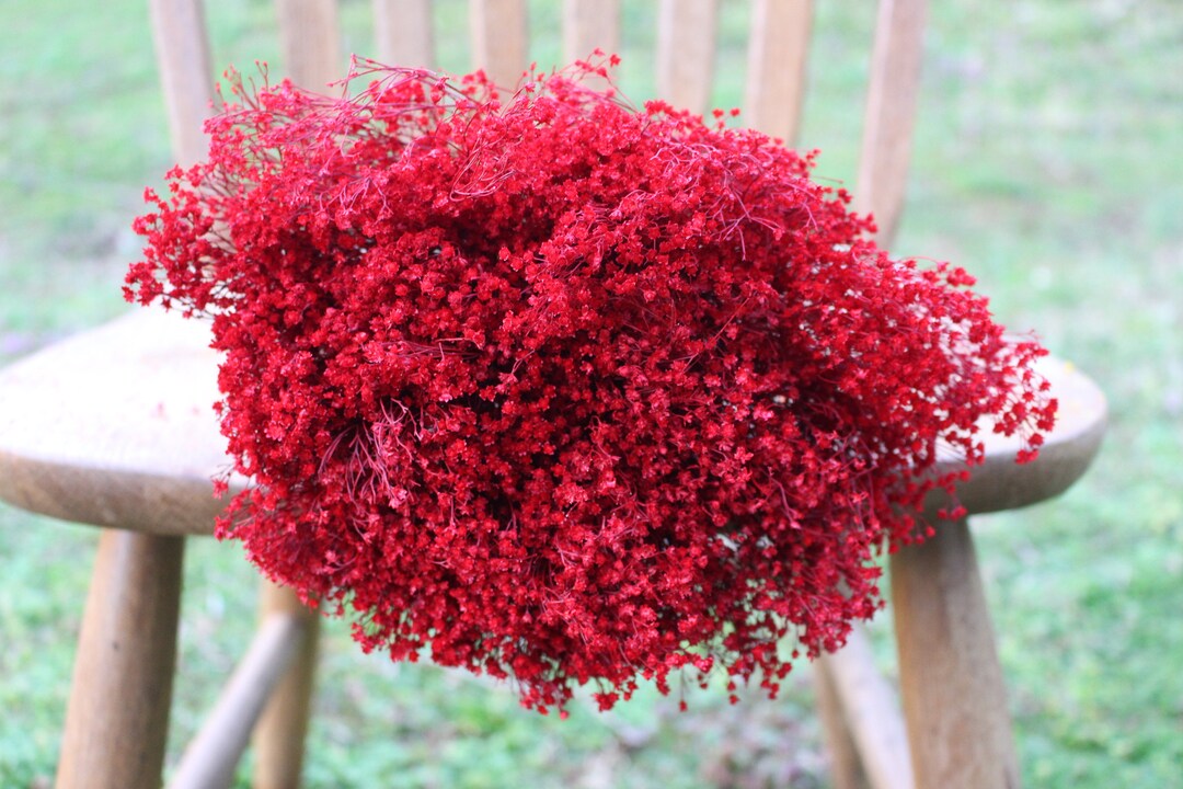 Red Broom Bloom Filler Cream Color/ Bouquet Filler Etsy
