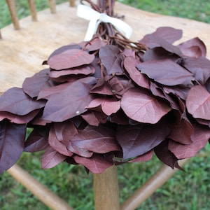 Salal Lemon Leaf-  Burgundy Greenery