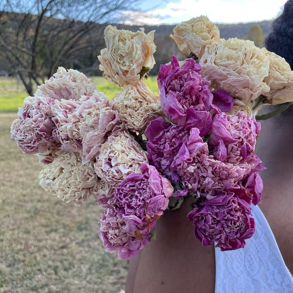 Bouquet de pivoines séchées, bouquet de pivoines séchées, pivoines séchées pour mariages, fleurs séchées pour vase, substitut de rose, pivoines, pivoine rose