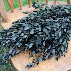 Eucalyptus: Real Preserved Dark Green Teardrop Eucalyptus, preserved parvafolia eucalyptus, greenery for bouquets, eucalyptus for bouquets