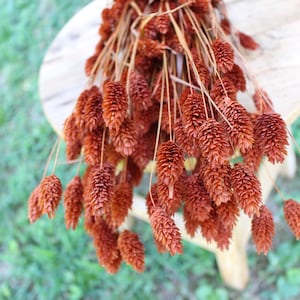 Terracotta Burnt Orange Phalaris/ Textured Bunny Tails
