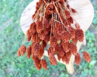 Terracotta Burnt Orange Phalaris/ Textured Bunny Tails