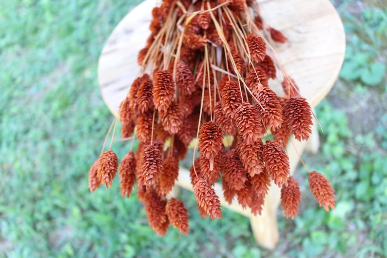 May include: A bunch of dried brown grass with fluffy seed heads. The grass is arranged in a bouquet and is sitting on a wooden surface.