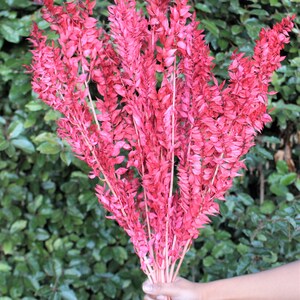 May include: A bunch of dried pink pampas grass stems. The stems are long and slender, with feathery plumes. The plumes are a soft, dusty pink color.