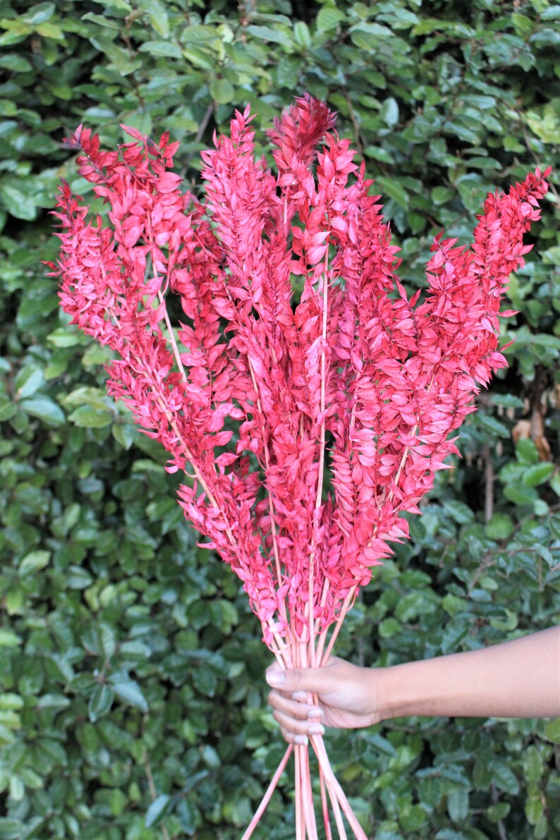 May include: A bunch of dried pink pampas grass stems. The stems are long and slender, with feathery plumes. The plumes are a soft, dusty pink color.