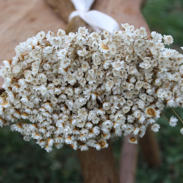 Star Flowers- Natural- Dainty Flowers