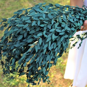 Real Preserved Blue Green Teardrop Eucalyptus, preserved parvafolia eucalyptus, greenery for bouquets, eucalyptus for bouquets