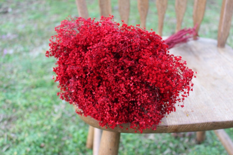 Red Broom Bloom Filler Cream Color/ Bouquet Filler Etsy