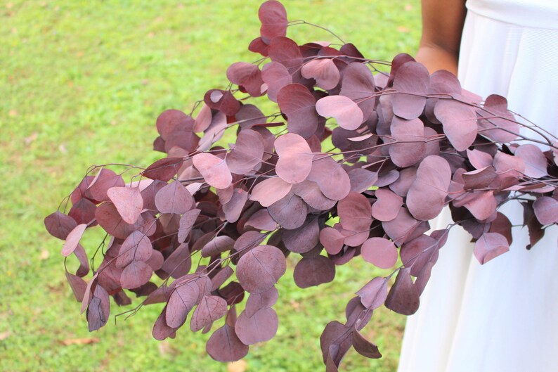 Preserved burgundy silver dollar eucalyptus, silver dollar eucalyptus, eucalyptus for garlands, greenery for weddings image 2