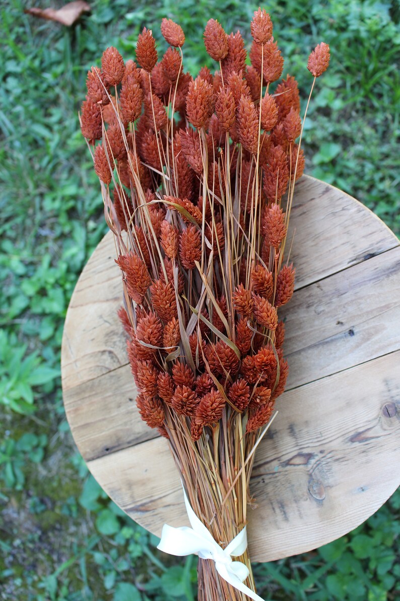 May include: A bunch of dried brown wheatgrass with a white ribbon tied around the stems. The wheatgrass is arranged on a wooden surface.
