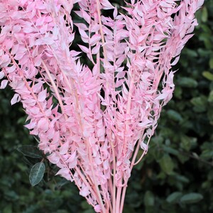 May include: A bunch of dried pink pampas grass stems. The stems are long and slender, with feathery leaves that are a light pink color.