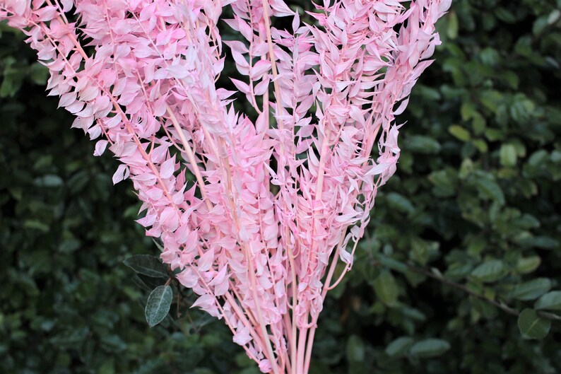 May include: A bunch of dried pink pampas grass stems. The stems are long and slender, with feathery leaves that are a light pink color.
