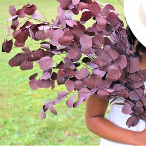 Preserved burgundy silver dollar eucalyptus, silver dollar eucalyptus, eucalyptus for garlands, greenery for weddings image 1