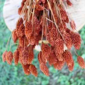 May include: A bunch of dried brown grass with fluffy seed heads. The grass is arranged in a bouquet and is hanging down.