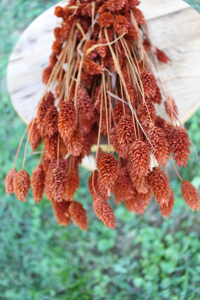 May include: A bunch of dried brown grass with fluffy seed heads. The grass is arranged in a bouquet and is hanging down.