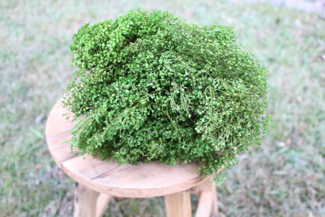 Basil Charteuse Broom Bloom Filler/ Bouquet Filler Etsy