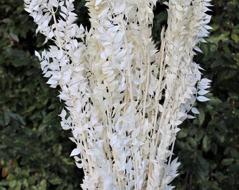 Premium Italian White Ruscus | Preserved Stems | Boho Wedding Decor| 5 Stems | Bleached