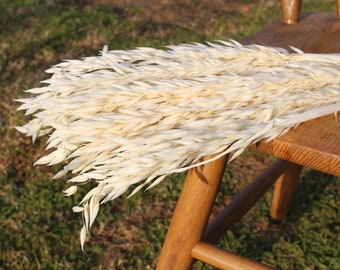 Dried Avena Oat Flowers, Dried Flowers, Oat Grass