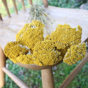 Dried Yarrow/ Golden Florals/ Mustard Colored Dried Florals