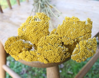 Dried Yarrow/ Golden Florals/ Mustard Colored Dried Florals
