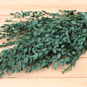 Real Preserved Green Teardrop Eucalyptus, Wedding Bouquet, Bridal Bouquet, Home Decor, Eucalyptus Bundle