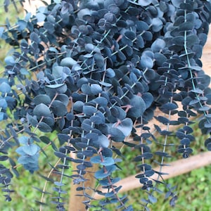 Blue Green Spiral Eucalyptus, preserved eucalyptus, greenery for bouquets, eucalyptus for bouquets