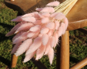 Queues de lapin roses/ Queues de lapin