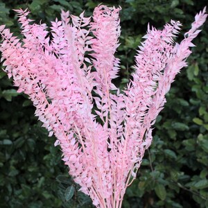May include: A bunch of pink dried pampas grass stems. The stems are long and slender, with feathery leaves. The leaves are a light pink color.