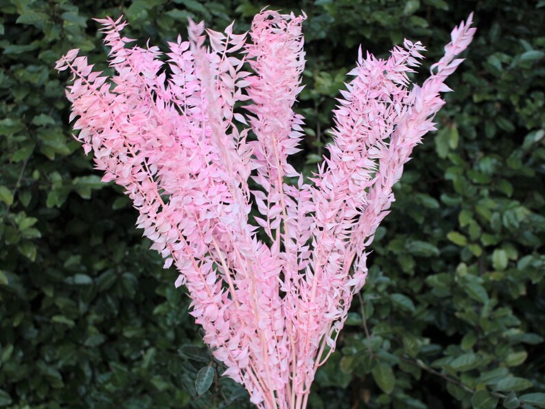 May include: A bunch of pink dried pampas grass stems. The stems are long and slender, with feathery leaves. The leaves are a light pink color.