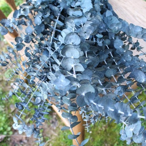 Frosted Blue Spiral Eucalyptus, preserved eucalyptus, greenery for bouquets, eucalyptus for bouquets