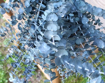 Frosted Blue Spiral Eucalyptus, preserved eucalyptus, greenery for bouquets, eucalyptus for bouquets