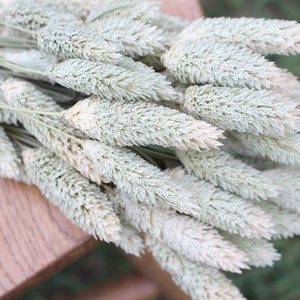 Natural Phalaris/ Textured Bunny Tails