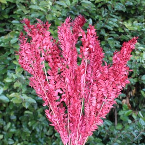 May include: A bunch of dried pink foliage, arranged in a bouquet. The foliage is long and slender, with a feathery texture.