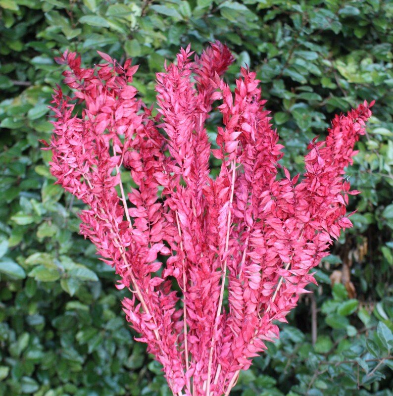 May include: A bunch of dried pink foliage, arranged in a bouquet. The foliage is long and slender, with a feathery texture.