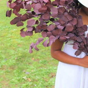 Preserved burgundy silver dollar eucalyptus, silver dollar eucalyptus, eucalyptus for garlands, greenery for weddings image 3