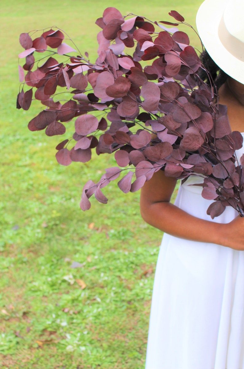 Preserved burgundy silver dollar eucalyptus, silver dollar eucalyptus, eucalyptus for garlands, greenery for weddings image 3