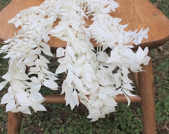 Bleached White Italian Ruscus - 5 stems / Bleached Flowers/ Preserved Flowers