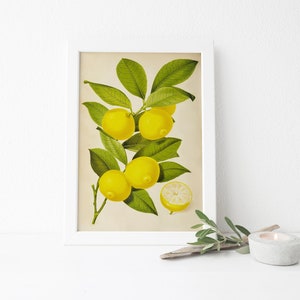 Vintage Lemon Illustration Print Home Decor  Fruit Citrus Spring Summer