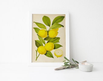 Vintage Lemon Illustration Print Home Decor  Fruit Citrus Spring Summer