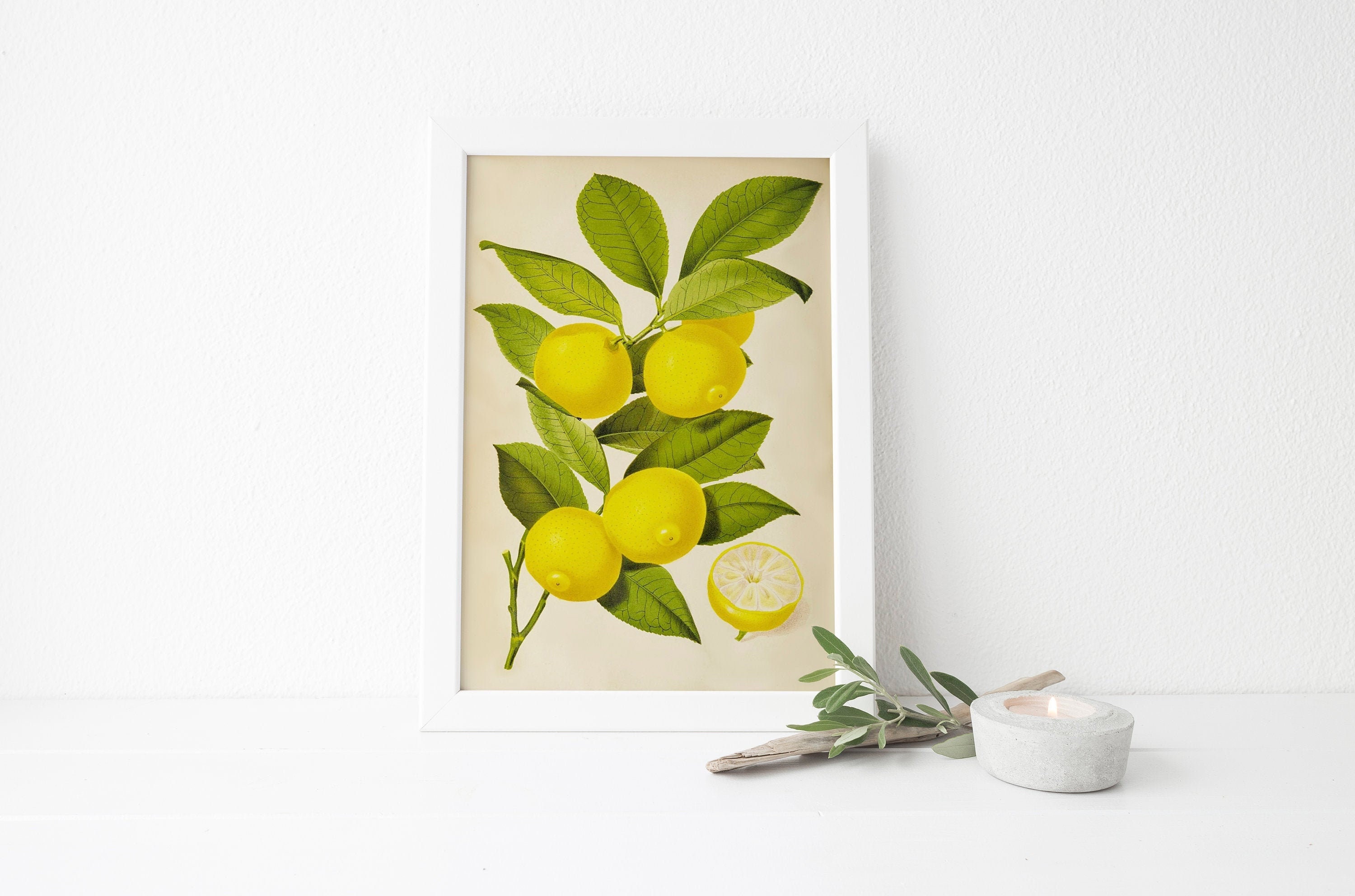 Vintage Lemon Illustration Print Home Decor Fruit Citrus - Etsy Australia