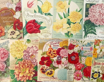 May include: A collection of vintage seed packets featuring colorful illustrations of flowers. The packets are from different seed companies, including The Albany Seed Store, Peter Henderson & Co., and W. Atlee Burpee & Co. The packets are dated 1898, 1906, and 1912.