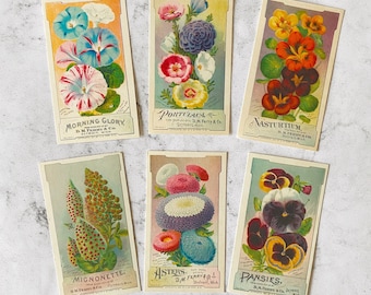 May include: Six vintage seed packet illustrations featuring colorful flowers. The packets display the names "Morning Glory," "Portulaca," "Nasturtium," "Mignonette," "Asters," and "Pansies." Each packet has a cream-colored background with detailed floral artwork and text.