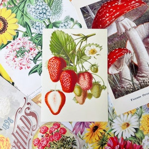 Vintage Strawberry Illustration Print Home Decor  Fruit Berries Spring Summer Art