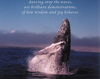 Humpback Whale Breaching Original High Resolution Color Photo Overlaid Inspired Words High Quality Print Ready Download New Foundland Canada