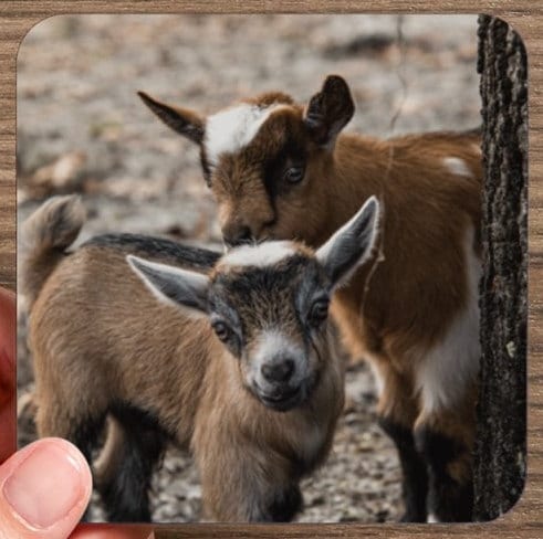 Photo Coasters Featuring the Animals that Call Two Old Goats Farm Home -  baby goats having fun, baby alpaca and llama
