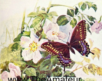 1902 Vintage Illustration, Butterfly and Flowers, Catepillar, Antique Print, Digital Download